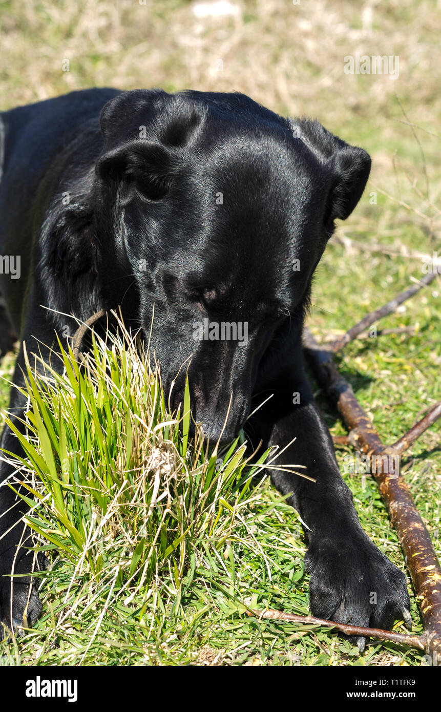 Picture Idea: Black Labrador Running On The Grass In Italy Stock Photo