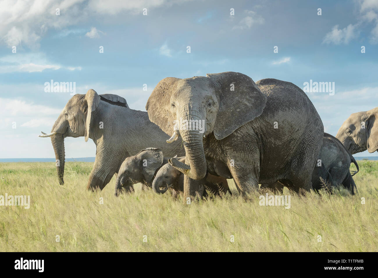 African elephant (Loxodonta africana) herd walking in grassland, protecting the calfs, looking at camera, Amboseli national park, Kenya. Stock Photo