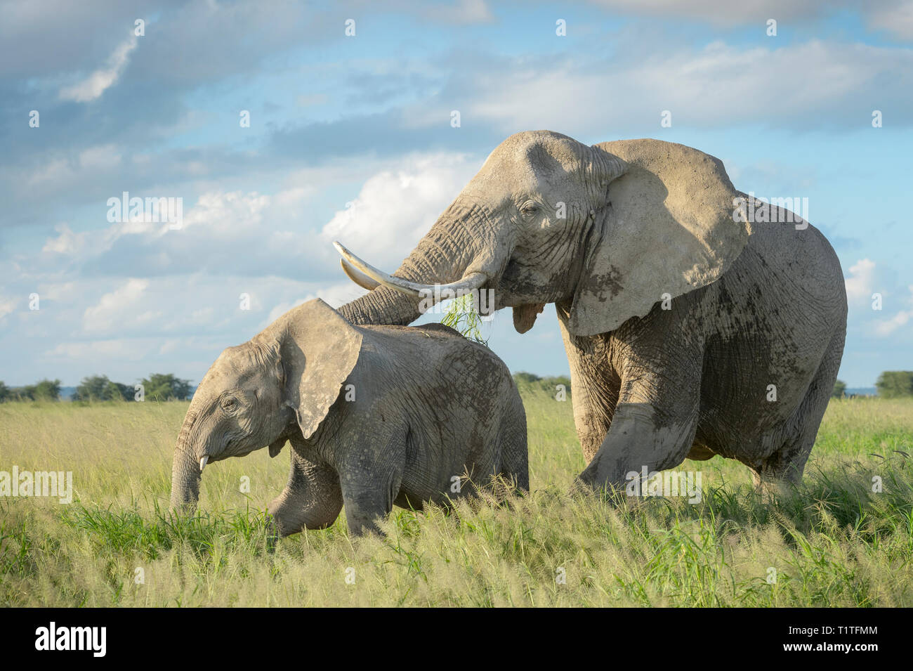 African elephant (Loxodonta africana) mother protecting calf in grassland, Amboseli national park, Kenya. Stock Photo