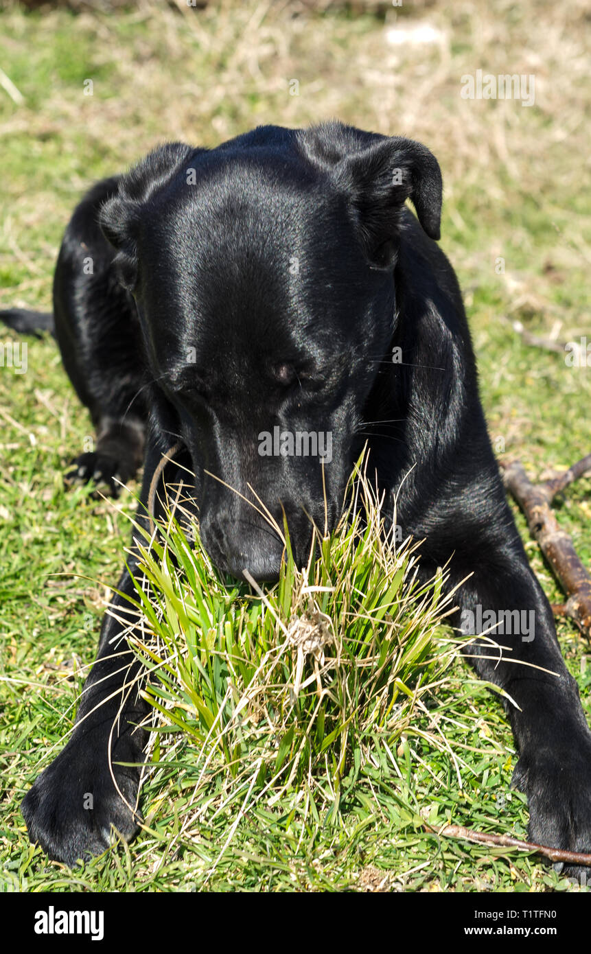 Gallery Detail: Black Labrador Running On The Grass In Italy Stock Photo