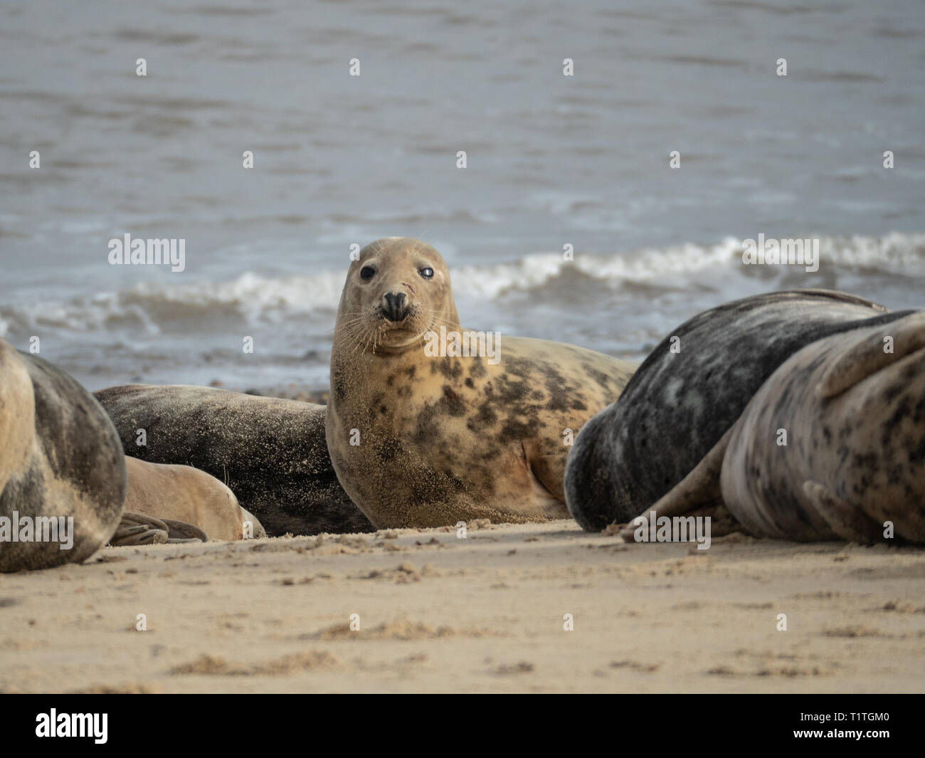 An inquisitive grey seal cub among a colony on the beach in Norfolk Stock Photo