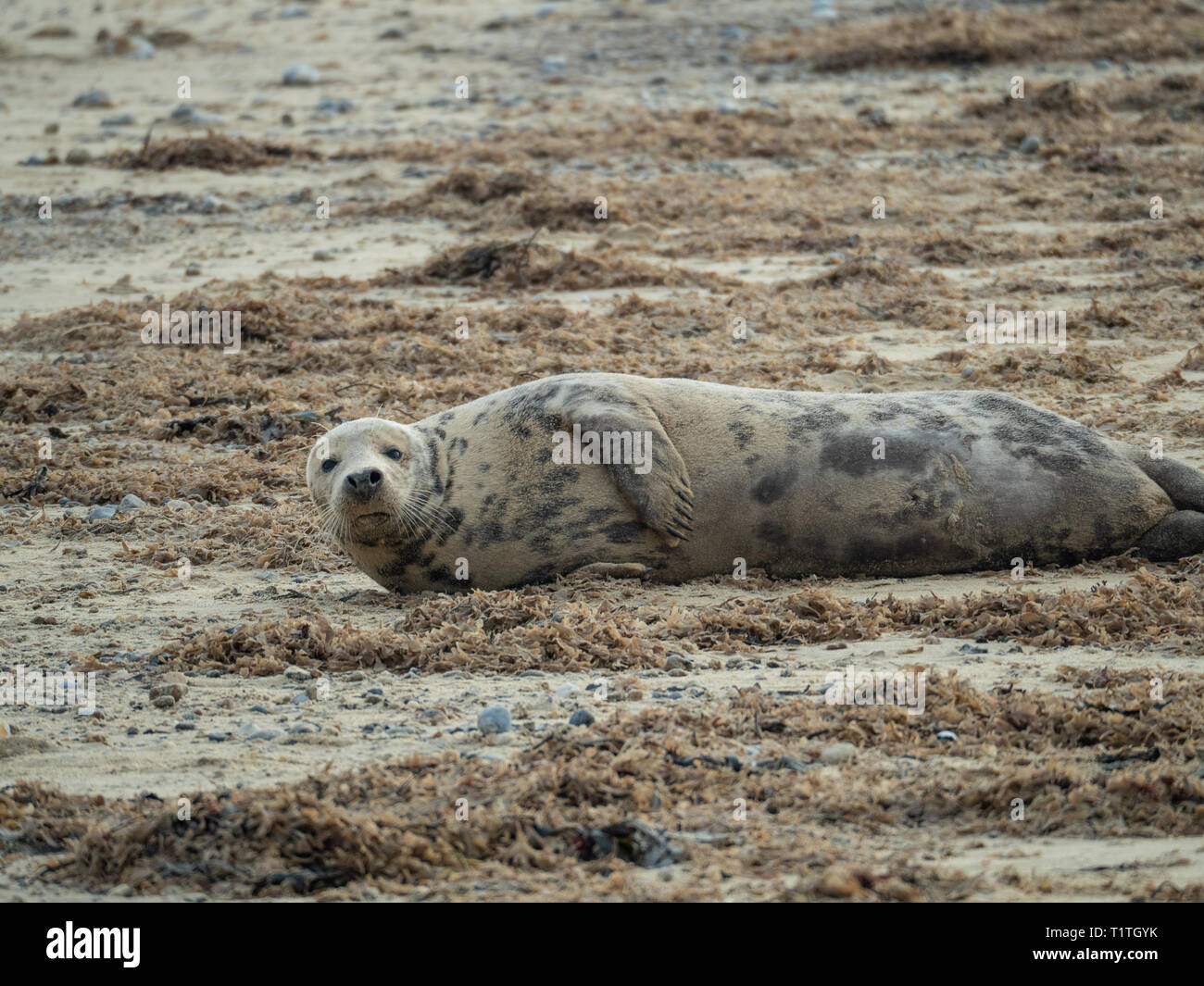 A single grey seal Halichoerus grypus lying amongst seaweed on the Norfolk coast Stock Photo