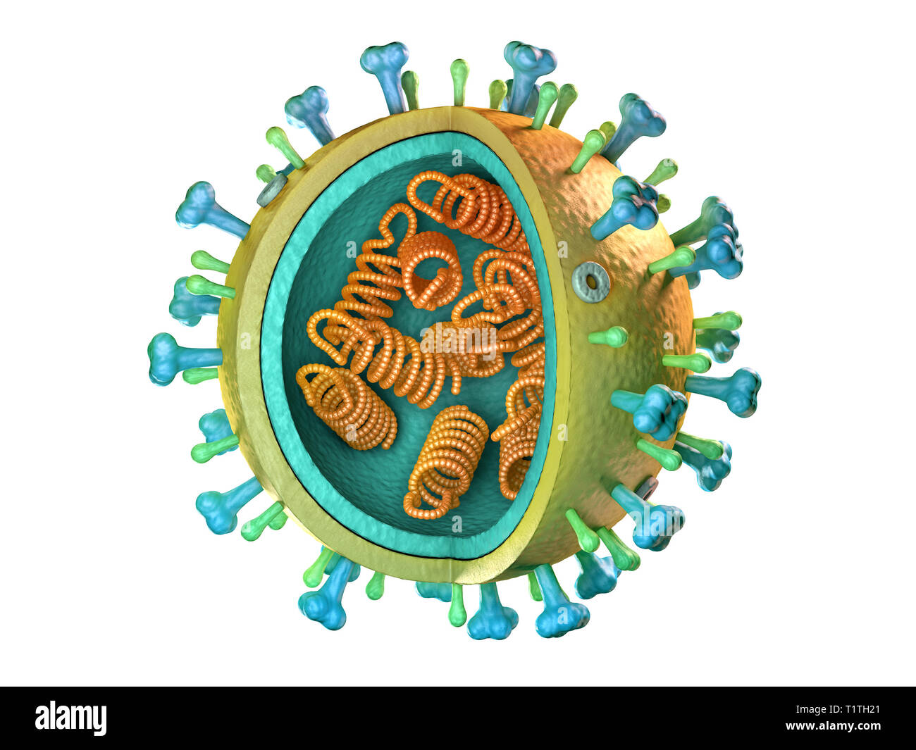 Influenza virus diagram. 3D illustration. Stock Photo