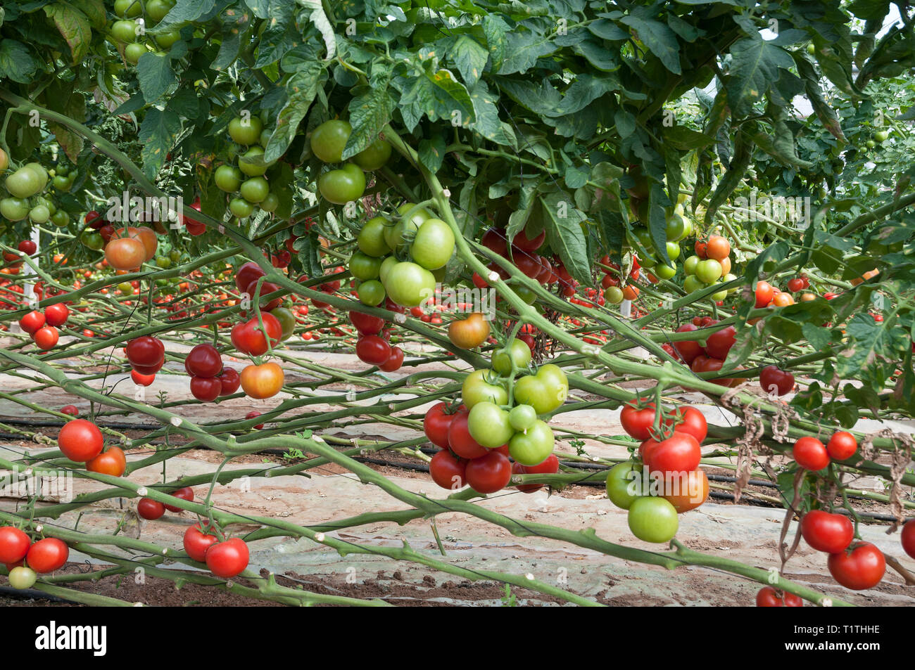 Growing tomatoes in a greenhouse Stock Photo Alamy