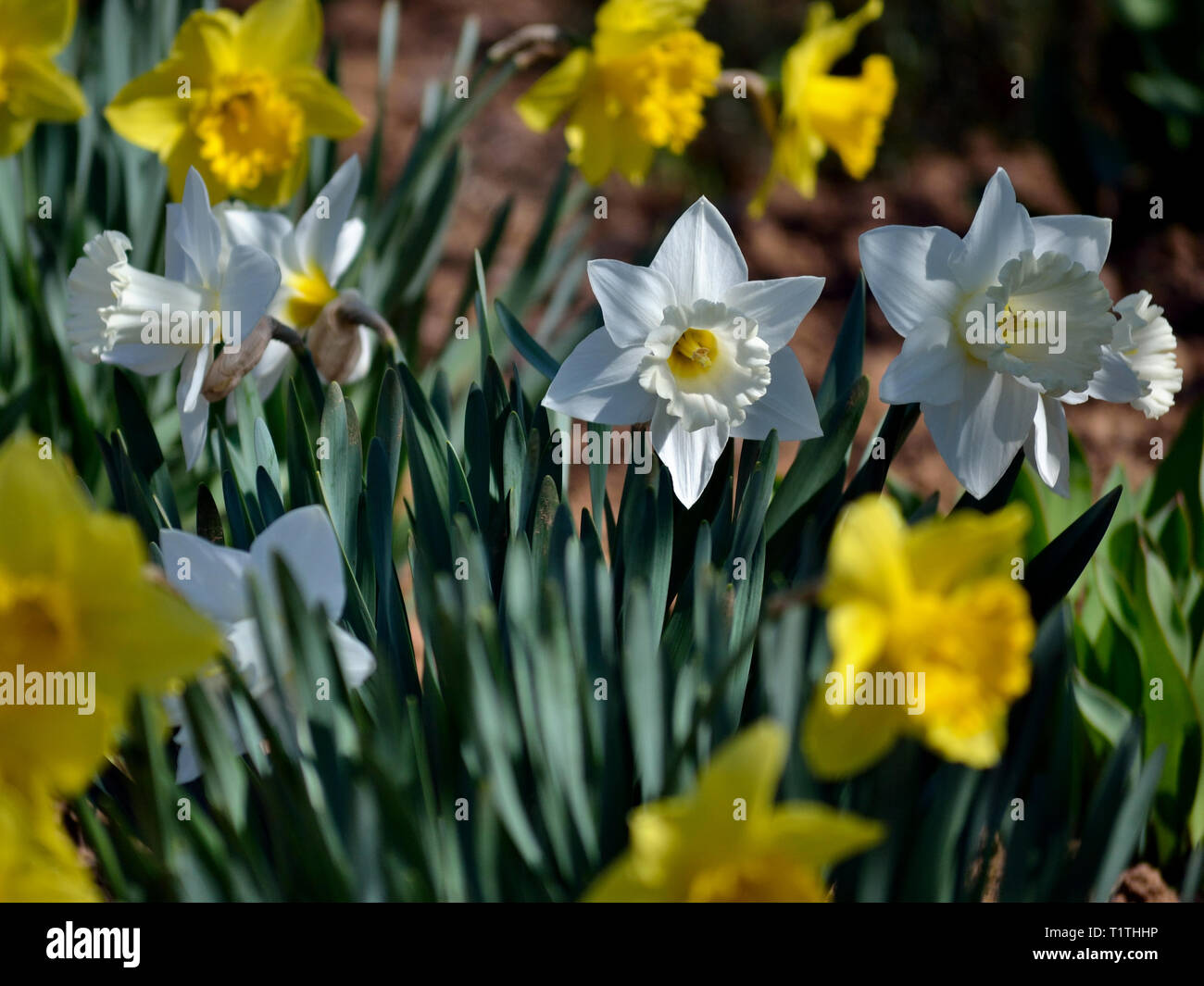 Yellow white daffodils hires stock photography and images Alamy