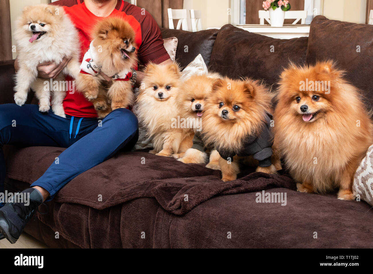 bed full of puppies