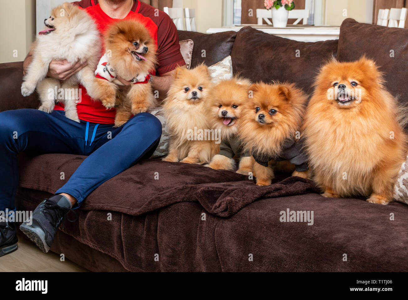 Six cute Pomeranian puppy dogs posing on the bed with their owner