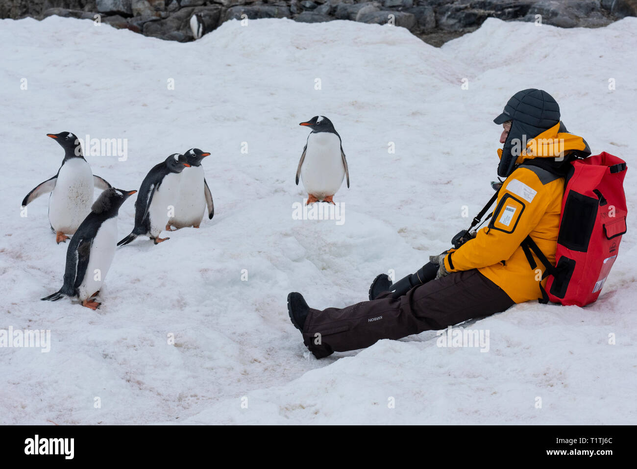 Antarctica. Petermann Island. Gentoo penguins (WILD: Pygoscelis papua) with expedition tourist. Model Released. Stock Photo