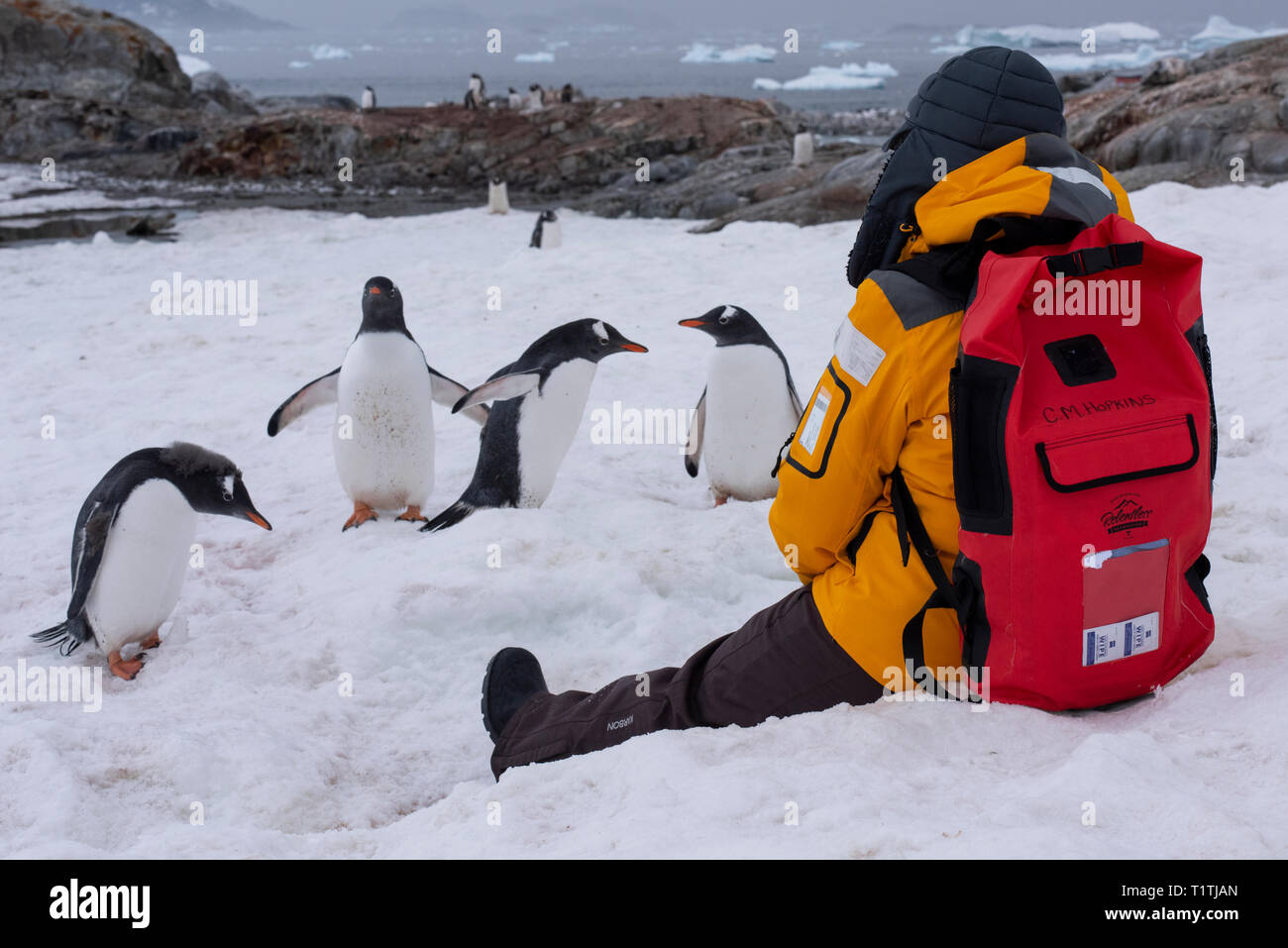 Antarctica. Petermann Island. Gentoo penguins (WILD: Pygoscelis papua) with expedition tourist. Model Released. Stock Photo