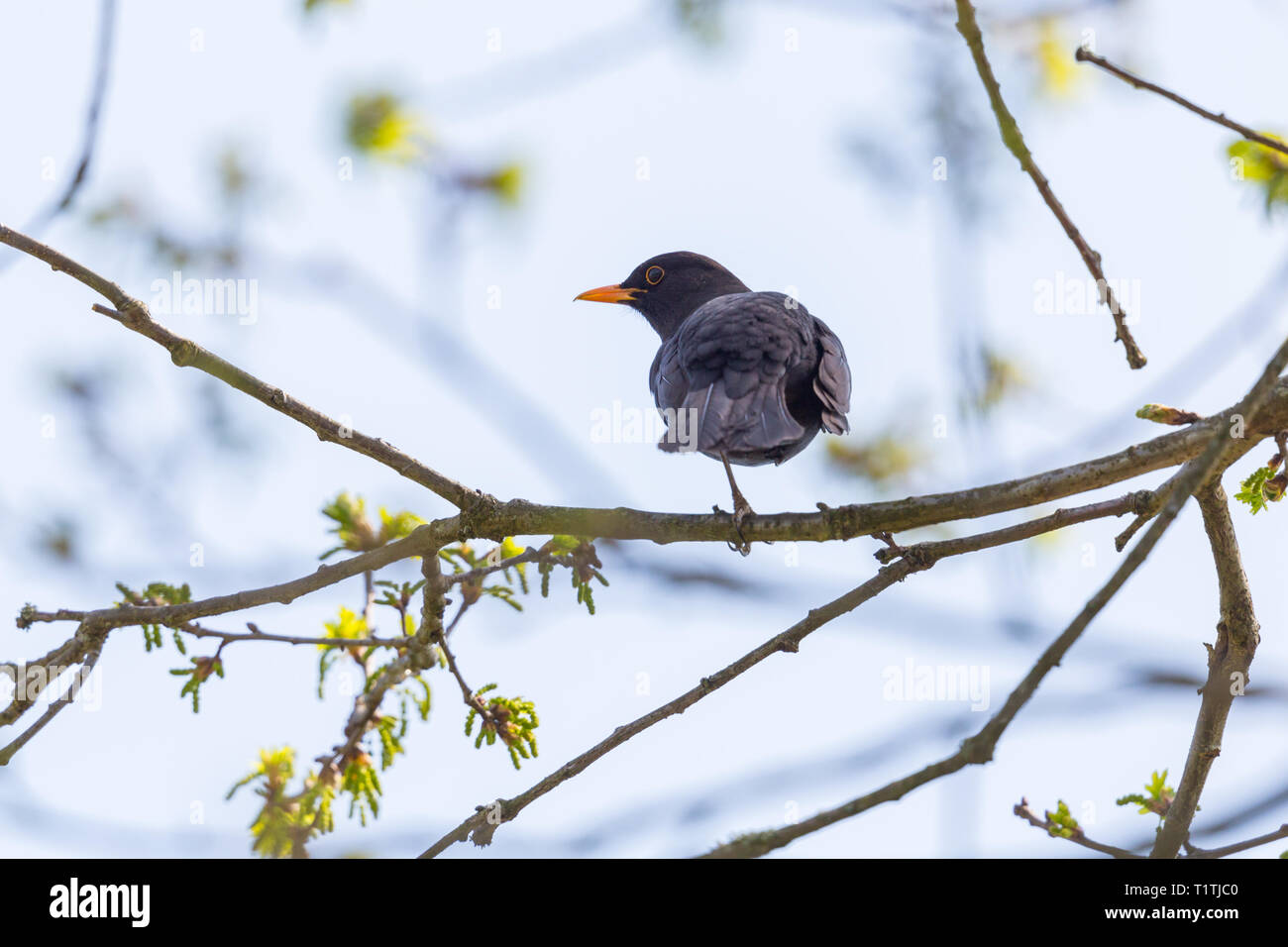 natural male blackbird (turdus merula) standing on tree branch Stock Photo