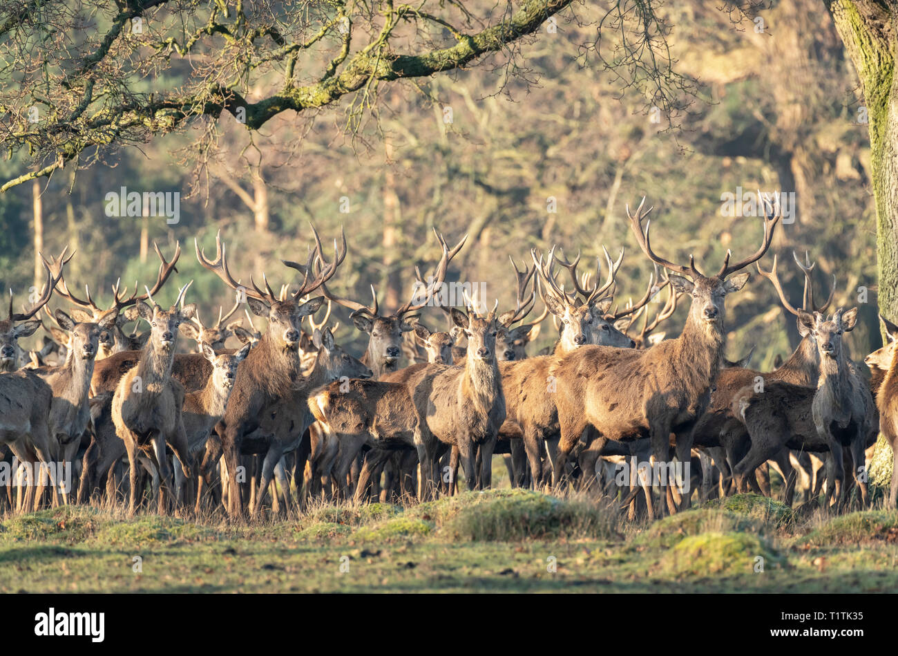 Herd of Red Deer and Hinds at Berkeley Deer Park. Stock Photo