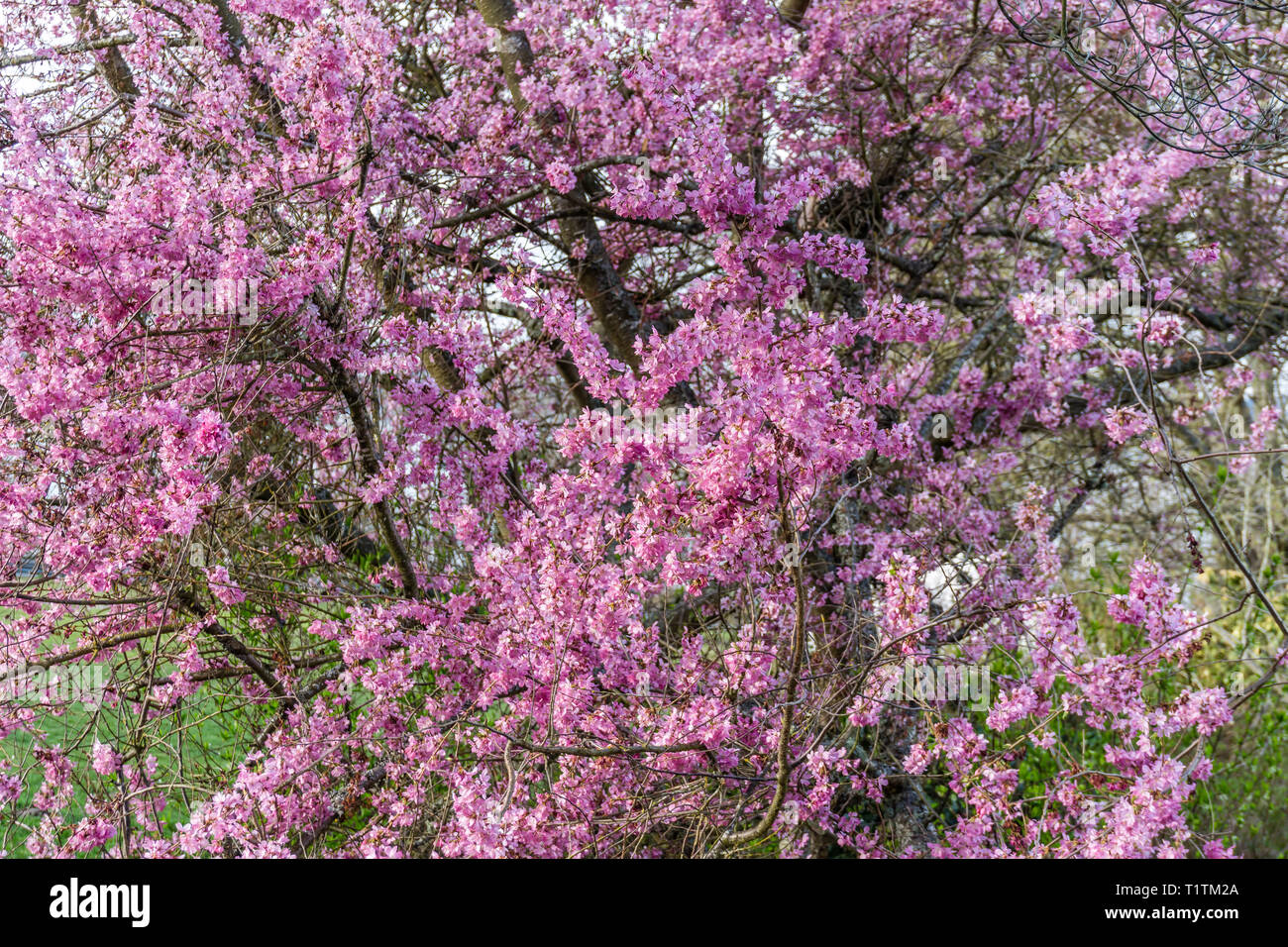 A view of pink Cherry tree blossoms in spring Stock Photo - Alamy
