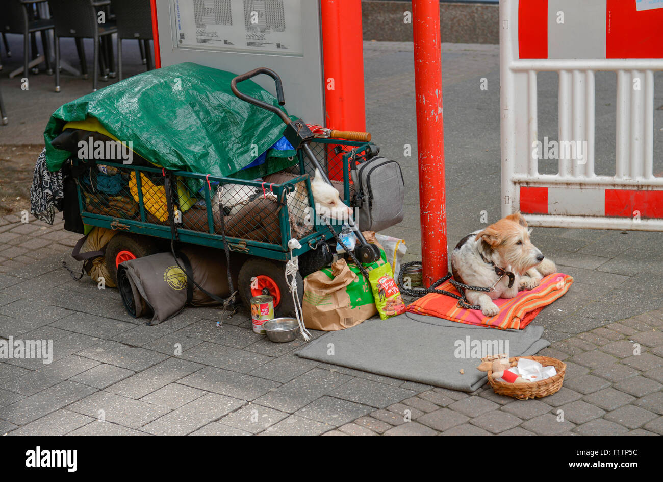 Hunde odachlos, Hohe Strasse, Koeln, Nordrhein-Westfalen, Deutschland Stock Photo