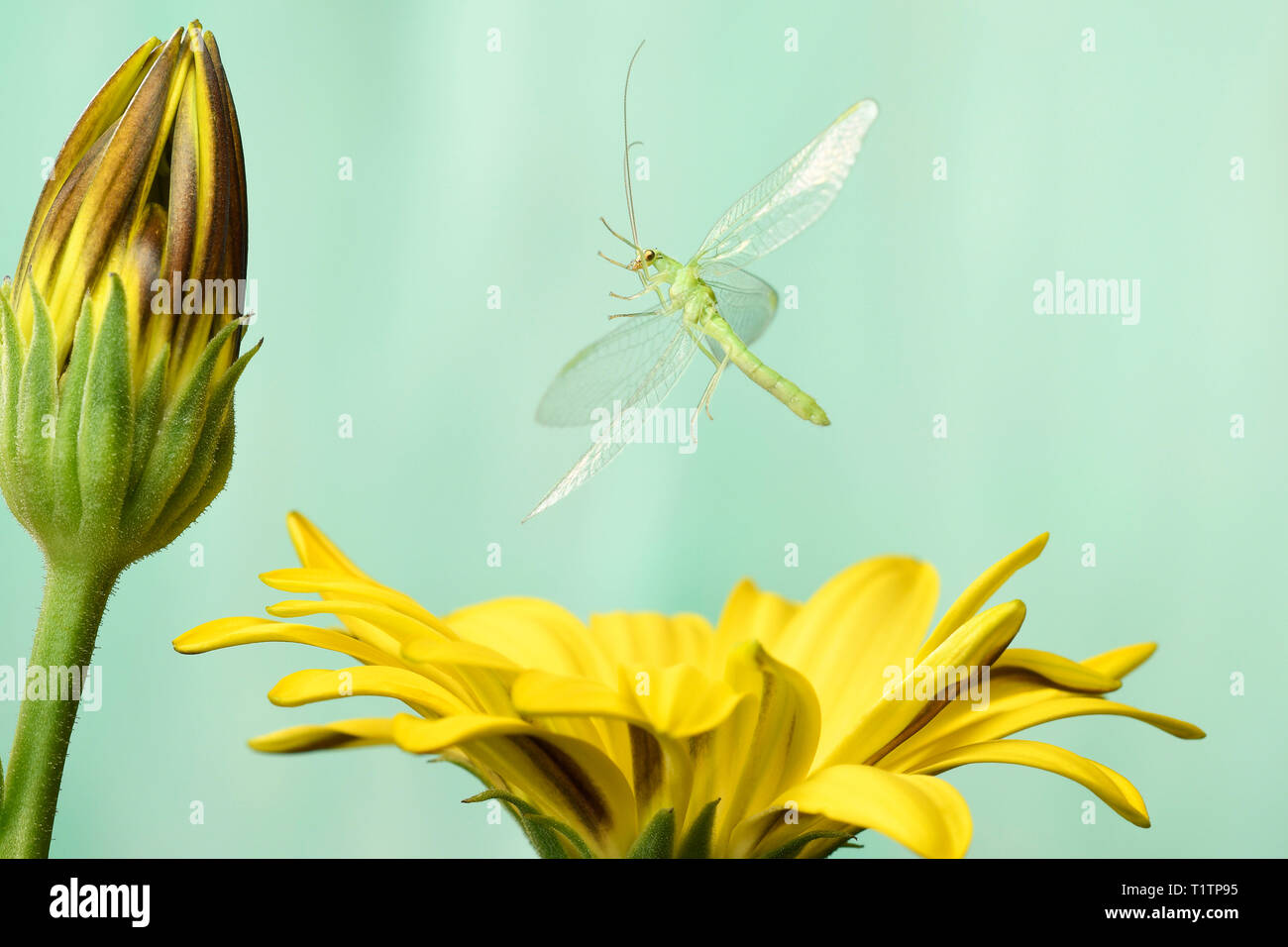 Gemeine Florfliege (Chrysoperla carnea), im Flug, an Kapkoerbchen (Osteospermum), Deutschland Stock Photo