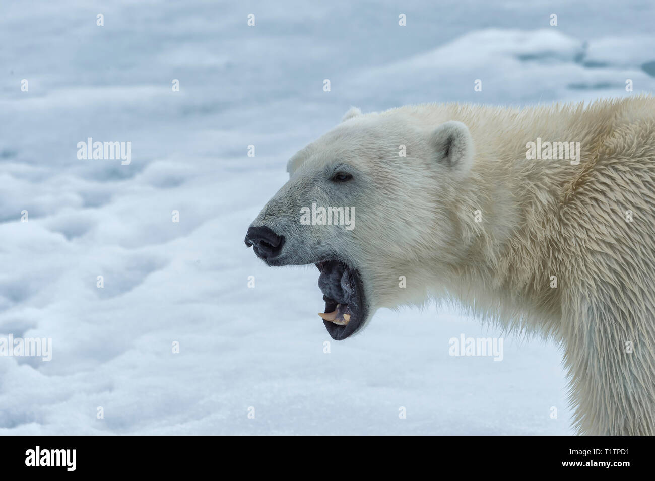 Polar Bear, Svalbard Archipelago, Norway Stock Photo