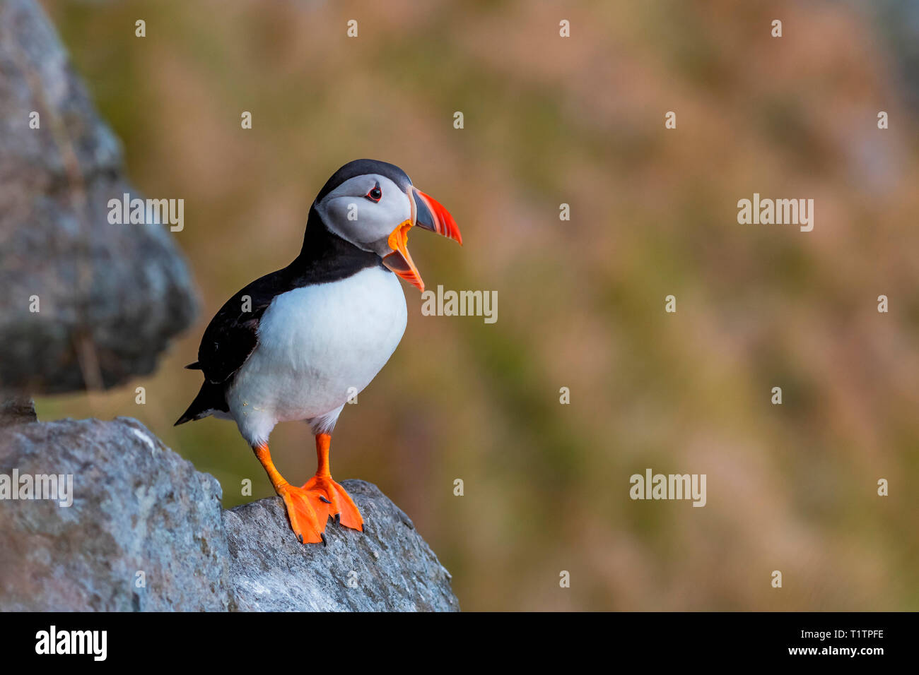 Atlantic Puffin, (Fratercula arctica) Stock Photo