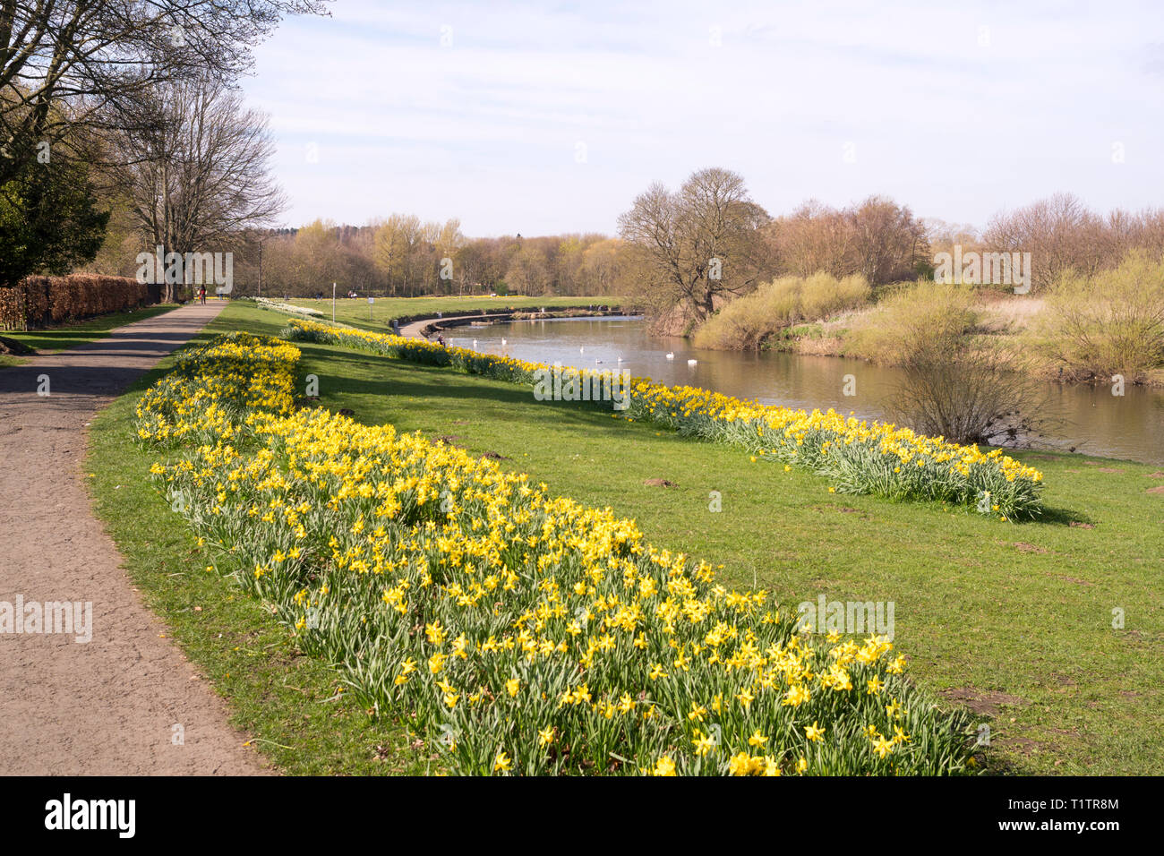 A drift of daffodils in Chester-le-Street riverside park, Co. Durham, England, UK Stock Photo