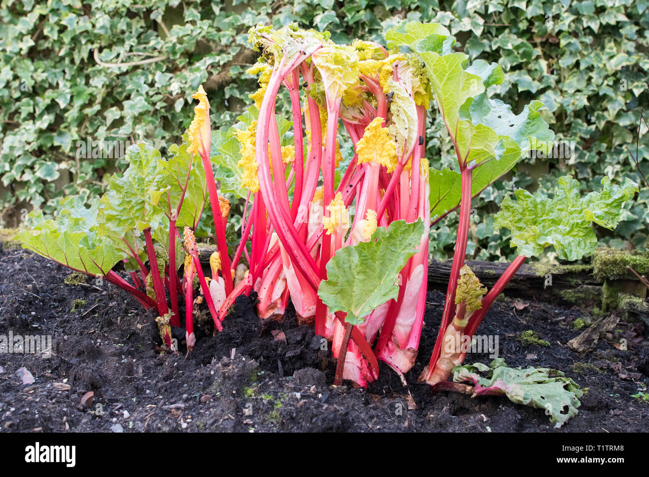 Forced rhubarb with pink stems and yellow leaves -  freshly uncovered in domestic garden - the darker smaller stems on the outside were uncovered - uk Stock Photo