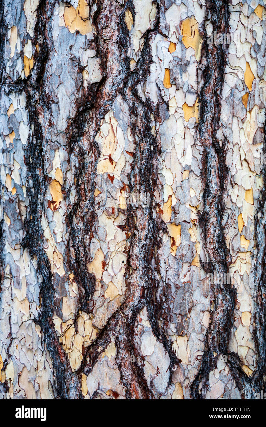 The bark of a Black Pine tree, Pinus nigra Stock Photo