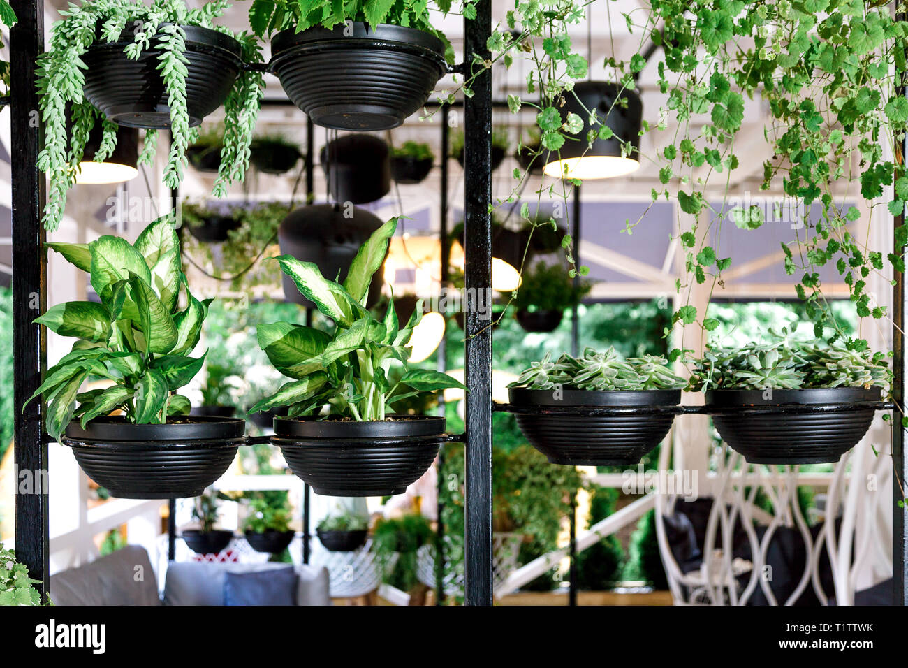 A Lot Of Green Leaves On The Wall Green Plant In The Black Metal Pot Are Design For Cafe Garden And Interior Decoration Concept Stock Photo Alamy