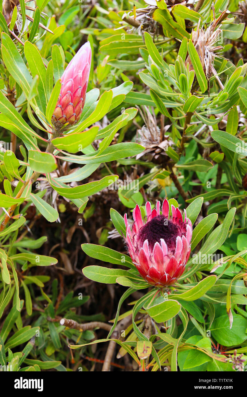 'KIng Protea' (Protea compacta) Stock Photo