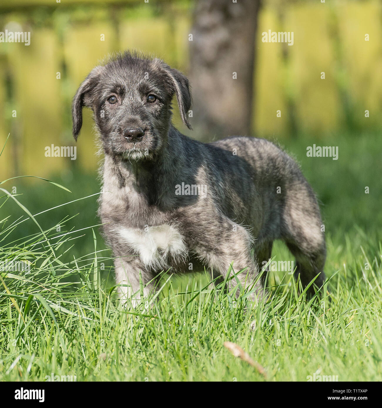 Irish wolfhound puppy Stock Photo