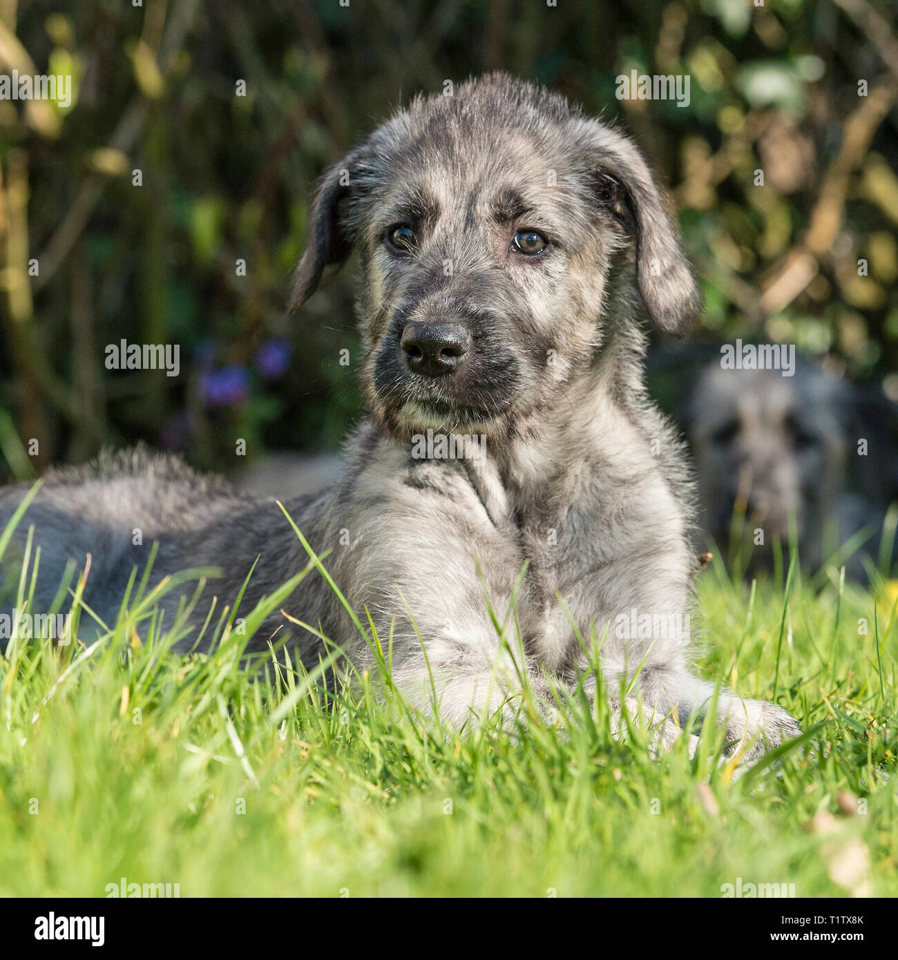Irish wolfhound puppy Stock Photo