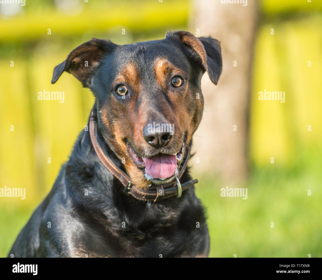 Huntaway Dog High Resolution Stock Photography And Images Alamy
