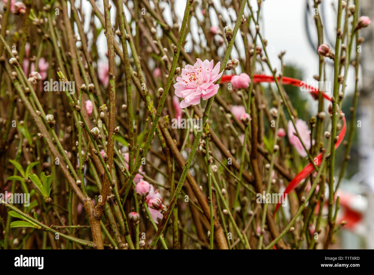 Pink peach flowers on blooming trees traditional for celebrating Tet, Vietnamese new year in Hanoi, Vietnam. Stock Photo
