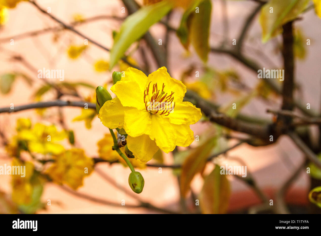Yellow apricot flowers on blooming trees at Tet, Vietnamese new year in