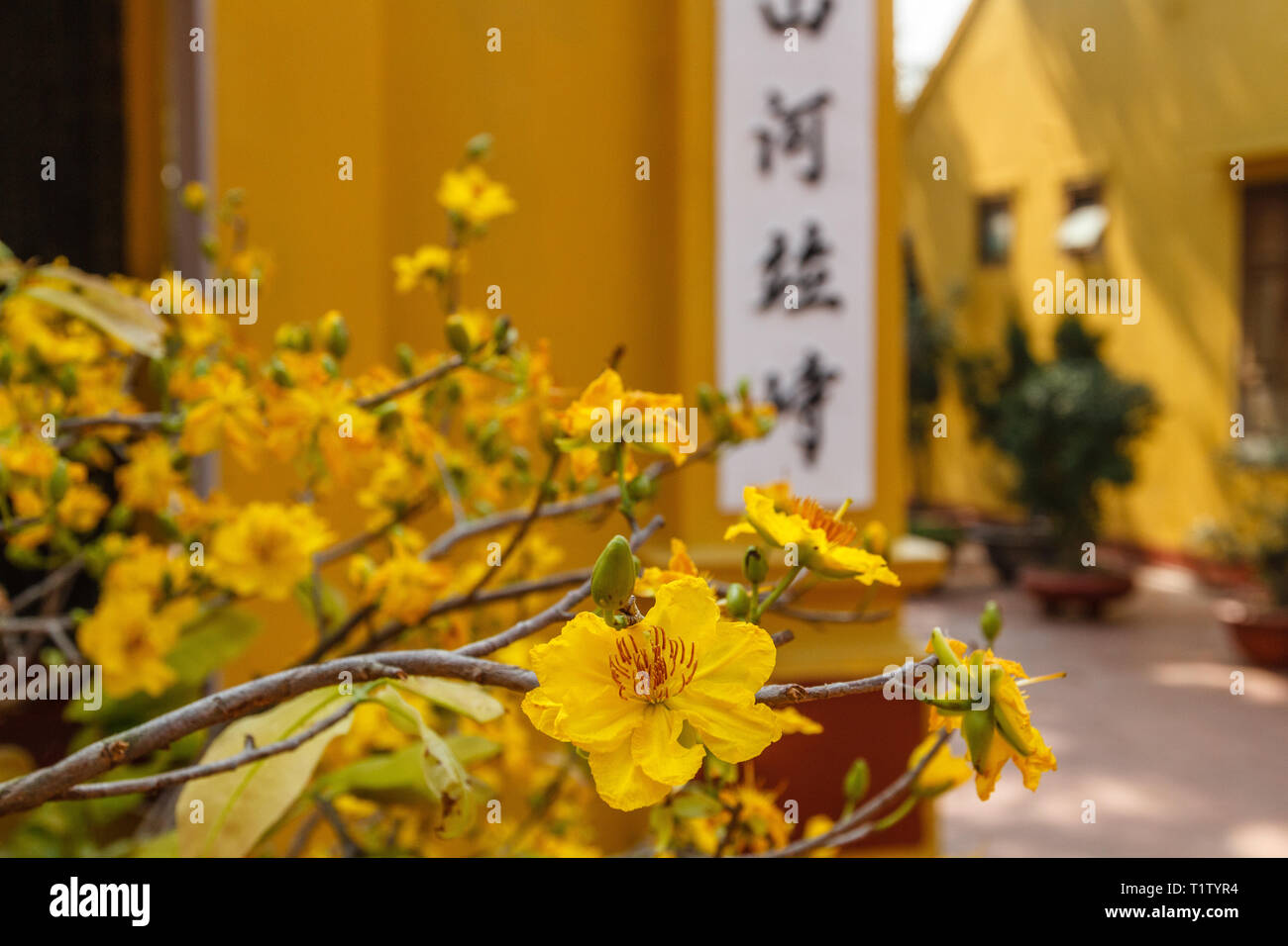 Yellow apricot flowers on blooming trees at Tet, Vietnamese new year in