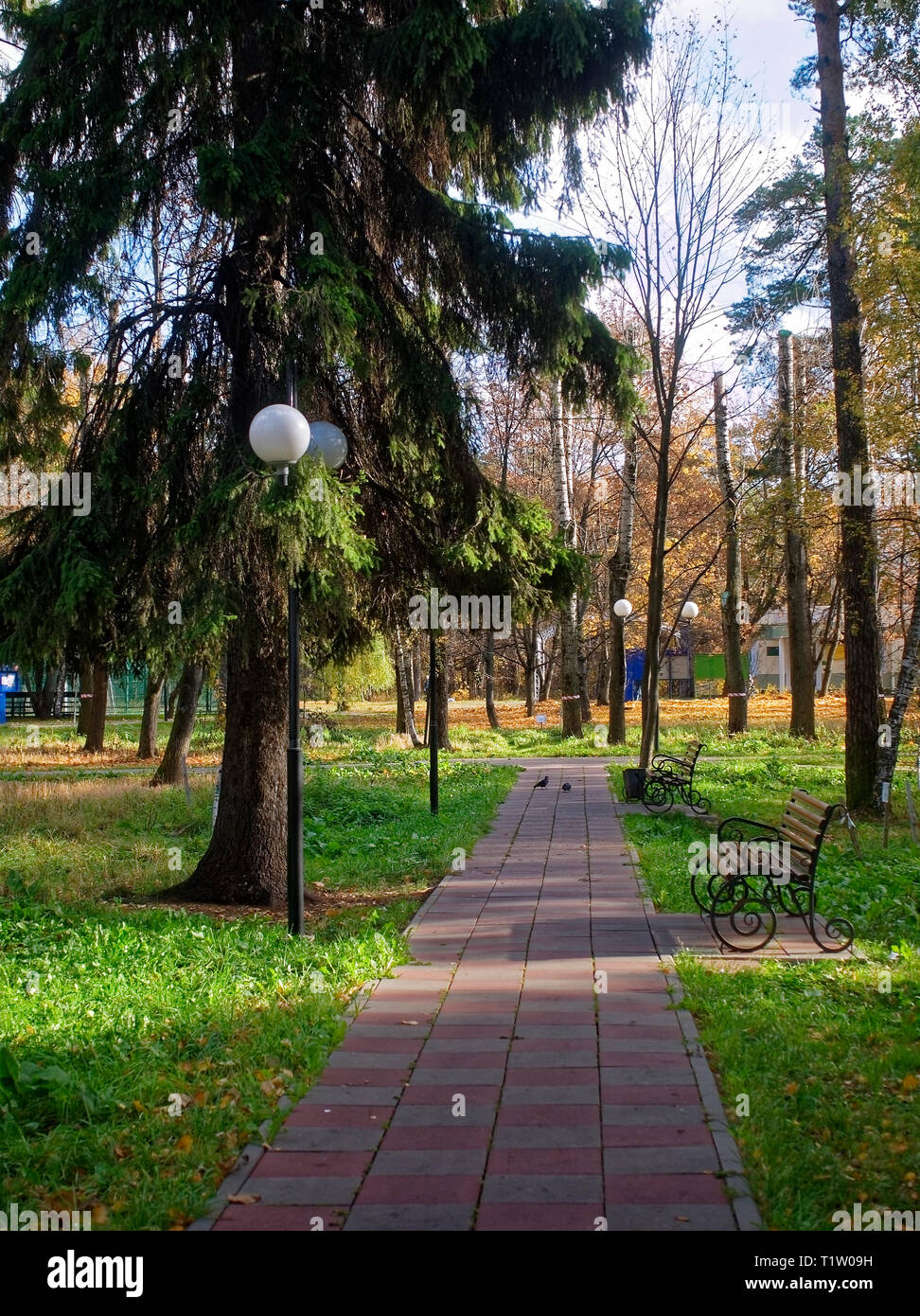 Street light trees branch hi-res stock photography and images - Alamy