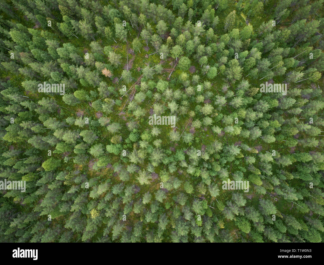 Aerial view of green boreal aka taiga forest in summer Stock Photo