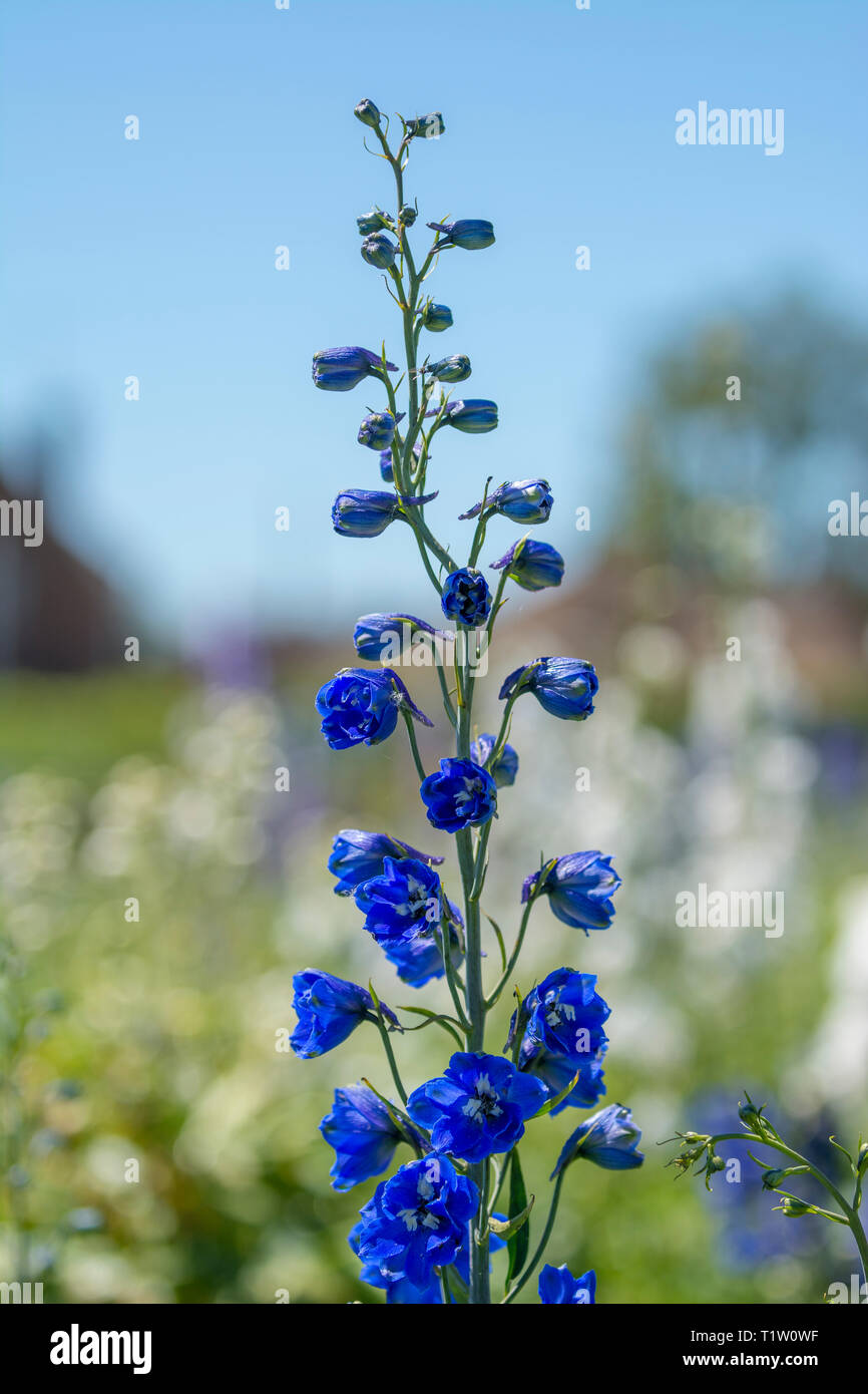 Blue delphiniums hi-res stock photography and images - Alamy