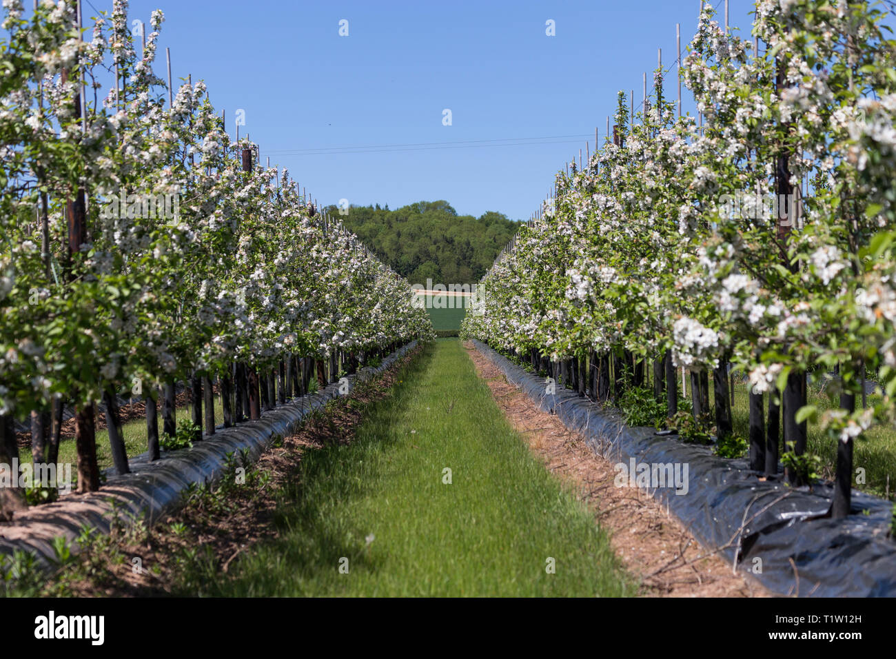 Cherry orchard Herefordshire Stock Photo Alamy