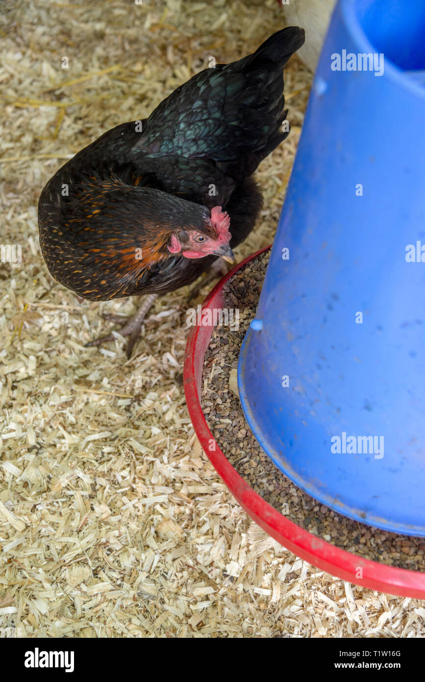 Chicken inside chicken house at smallholding in Leicestershire Stock