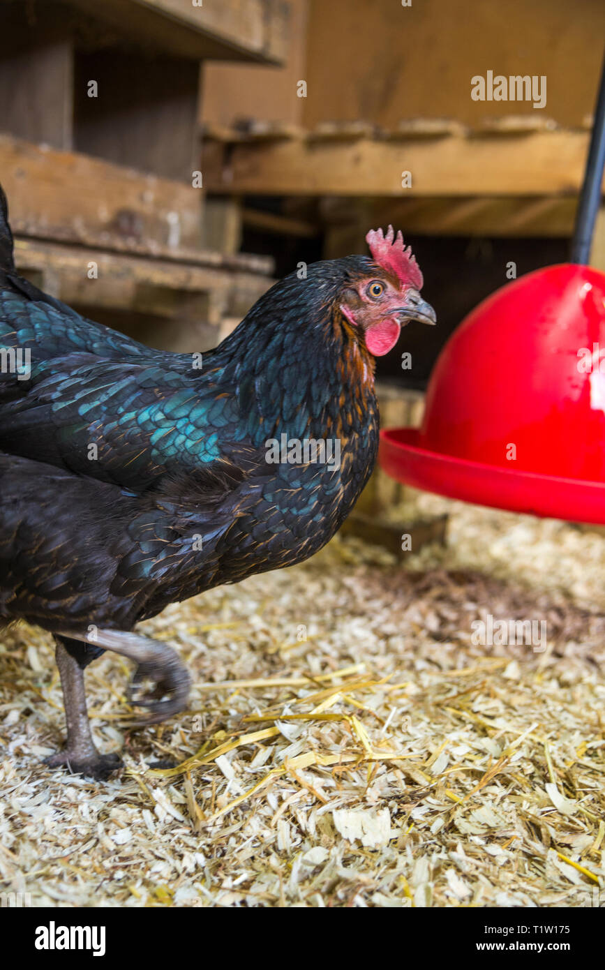 Chicken inside chicken house at smallholding in Leicestershire Stock Photo