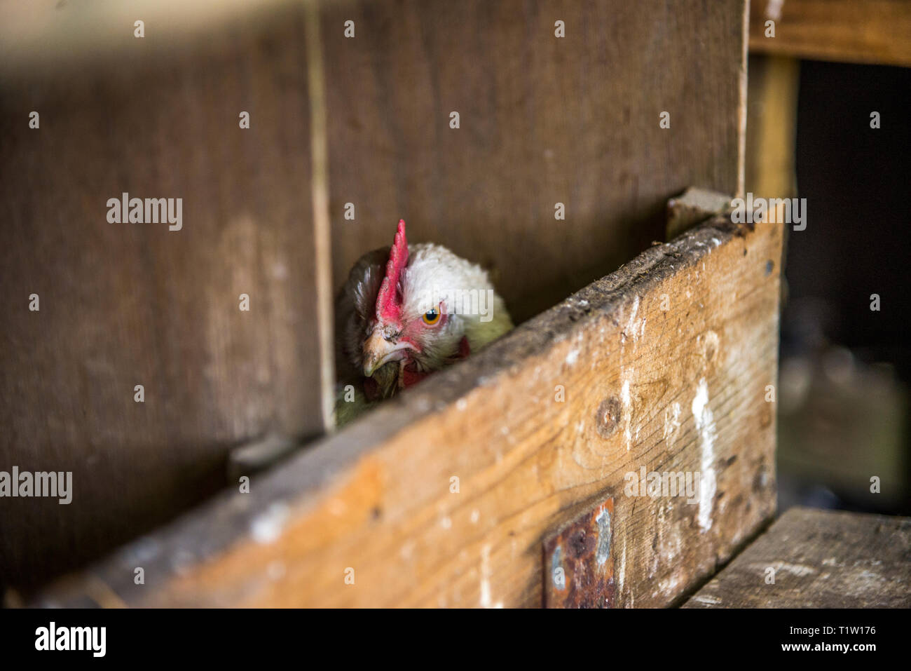 Inside chicken coop hires stock photography and images Alamy