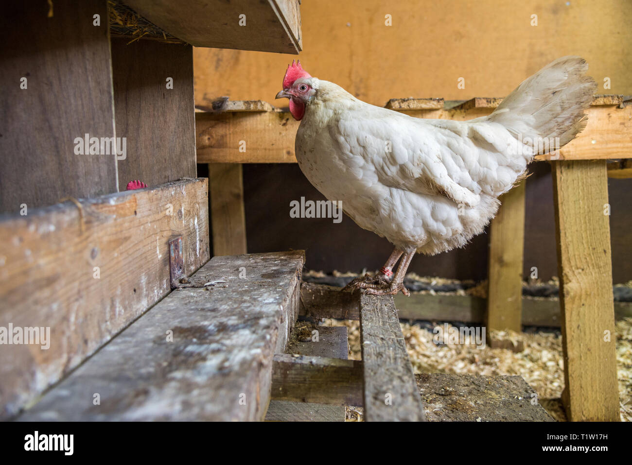 Inside chicken coop hires stock photography and images Alamy