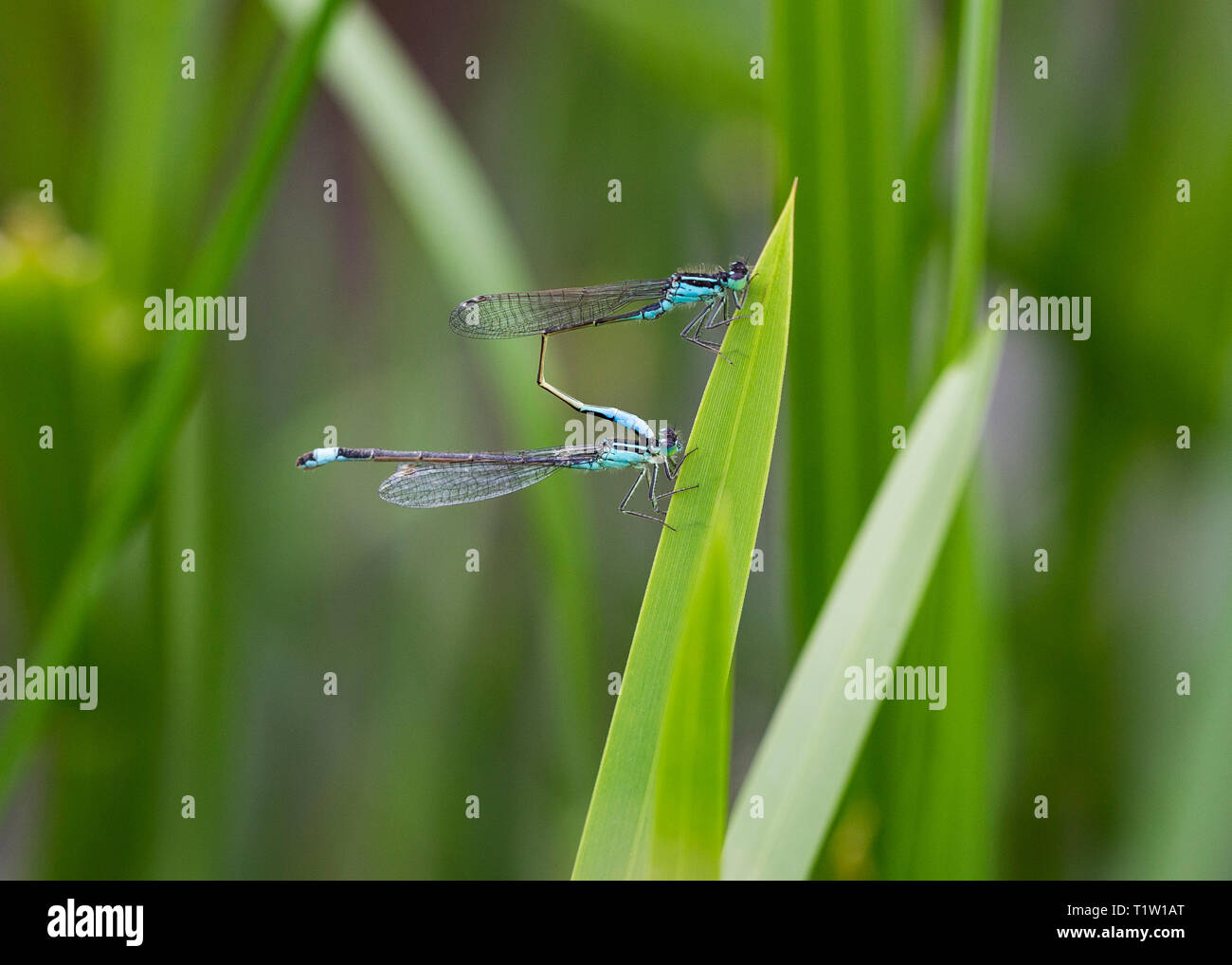 Damselflies UK Stock Photo