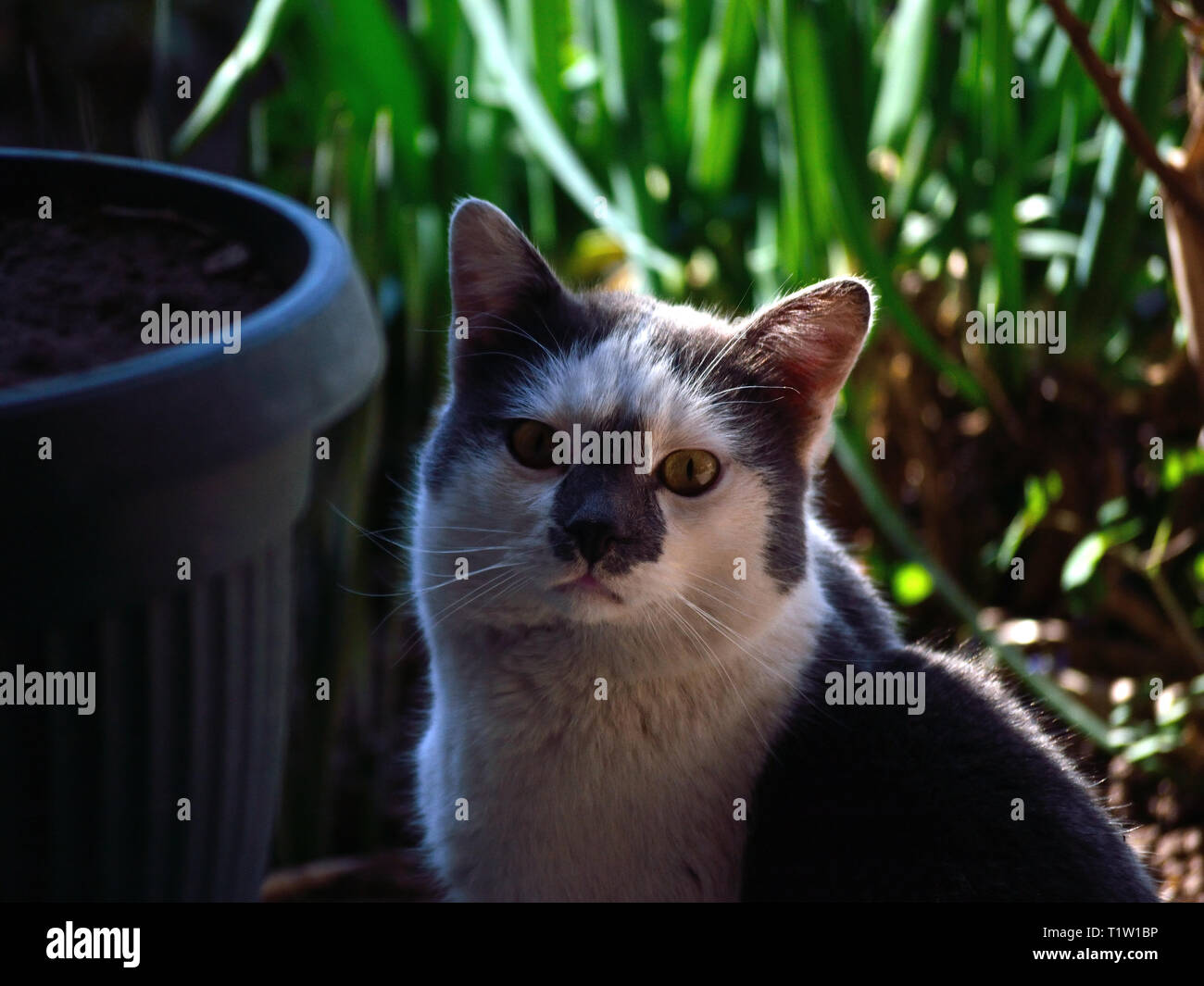 Cat in the garden Stock Photo - Alamy