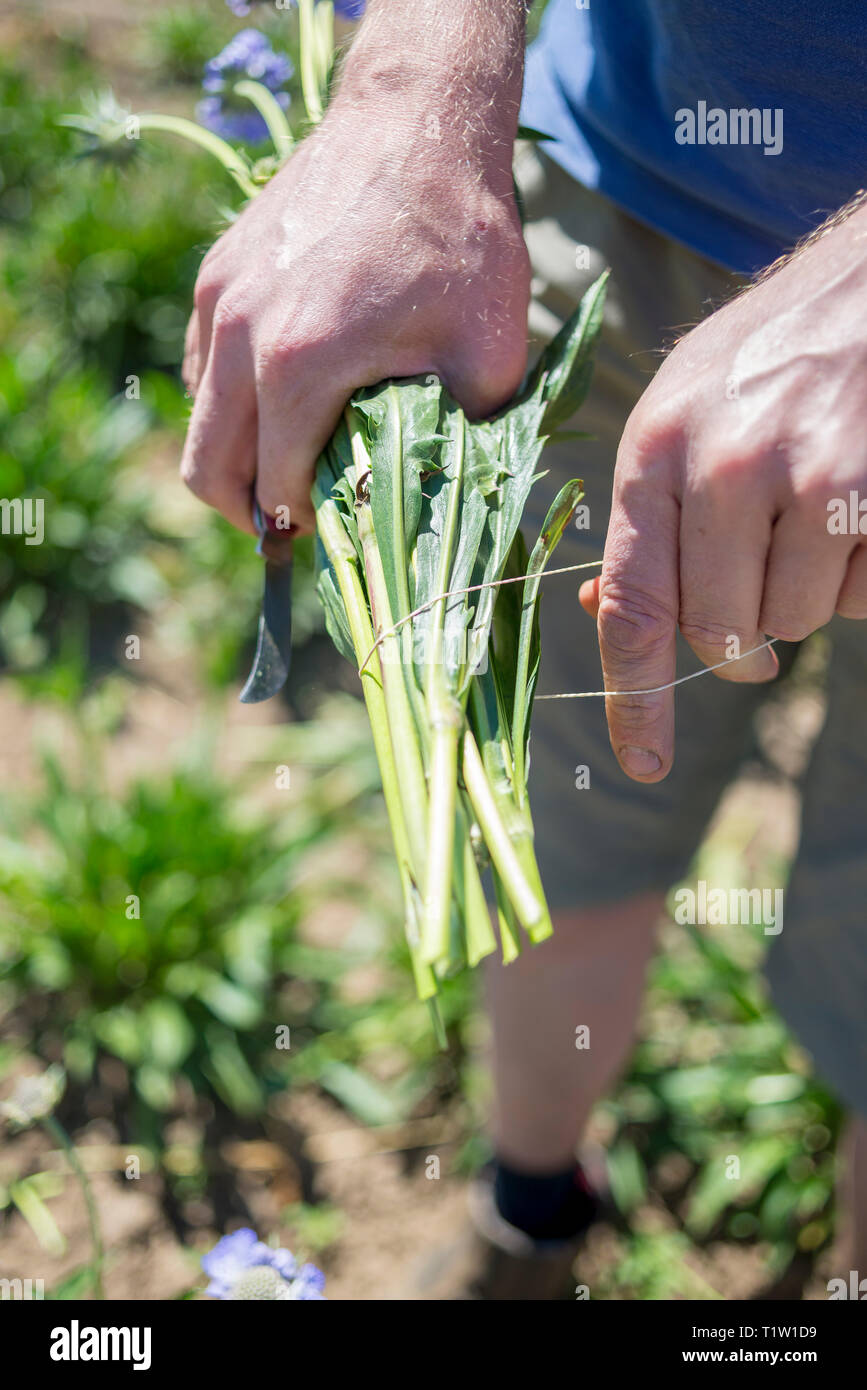 Farmer picking scabious flowers Lincolnshire Stock Photo