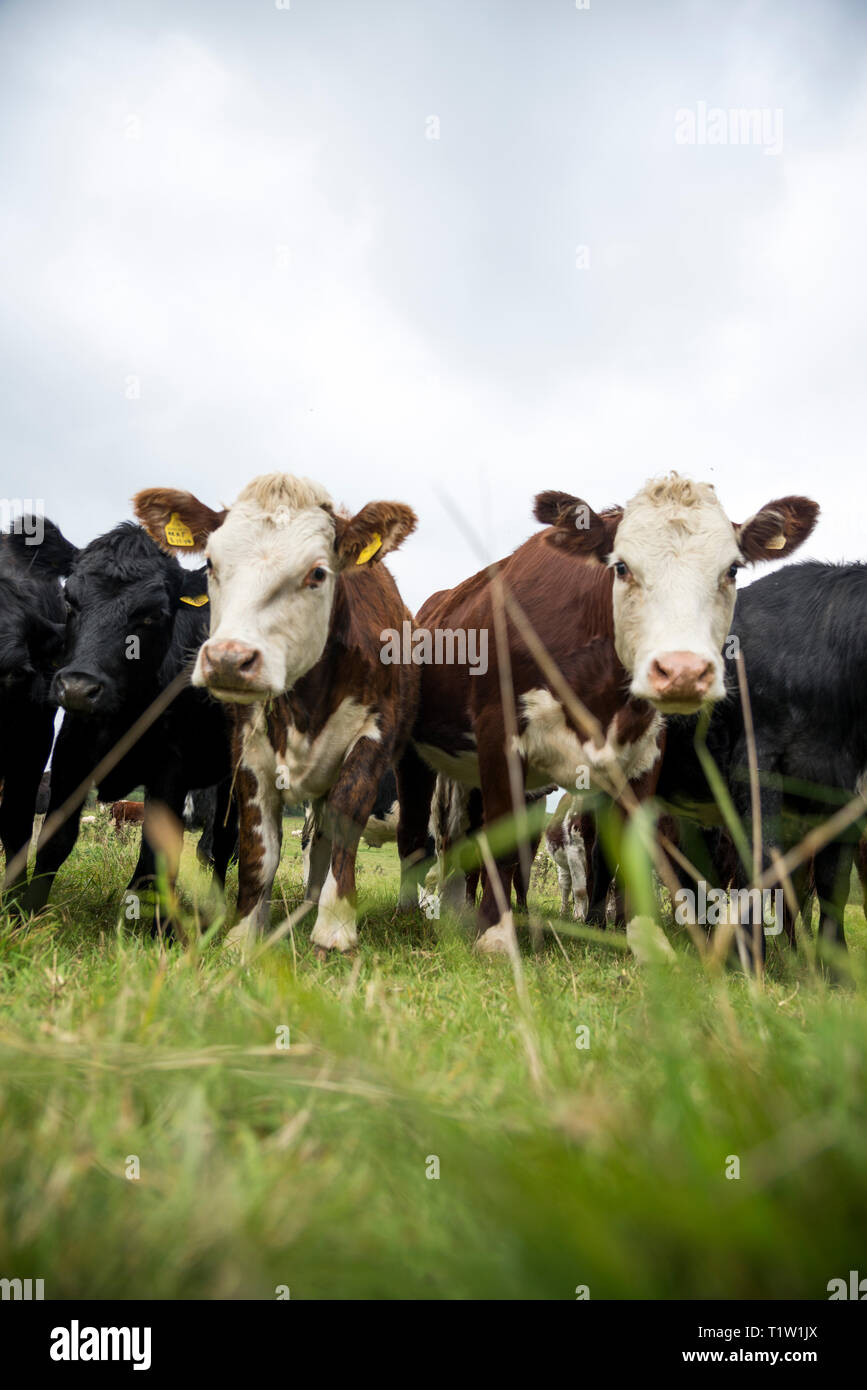 Grass fed beef cattle Somerset Stock Photo Alamy