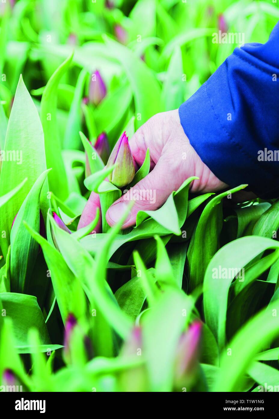 Hand picking tulips in Norfolk Nursery Stock Photo