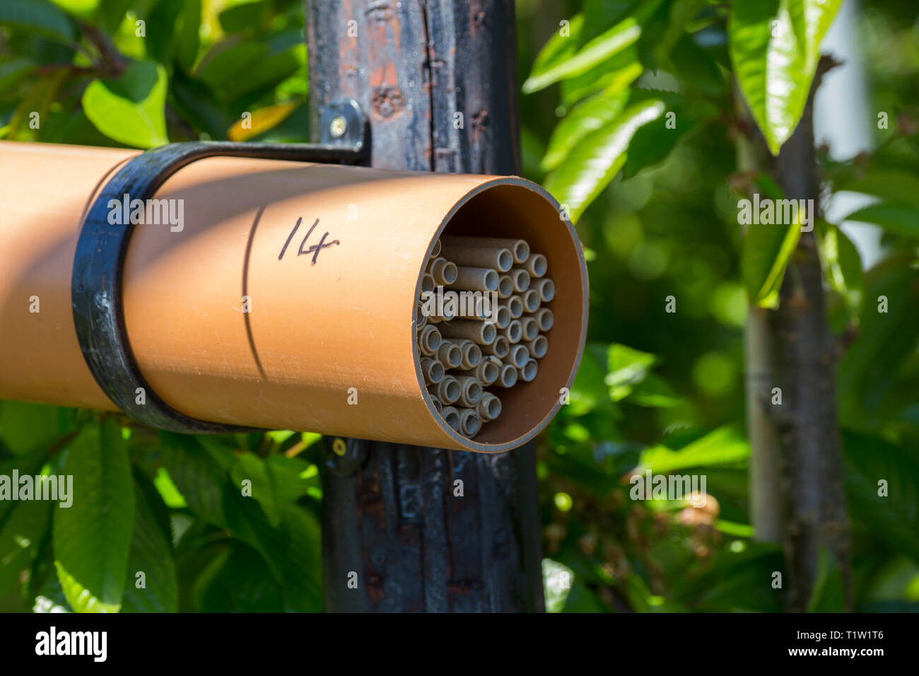 Mason bee nesting tubes Herefordshire Stock Photo