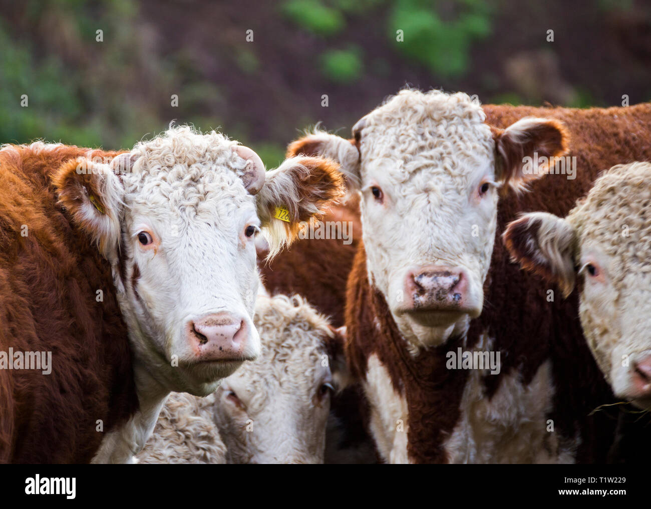 Pedigree Hereford beef cattle on farm UK Stock Photo Alamy