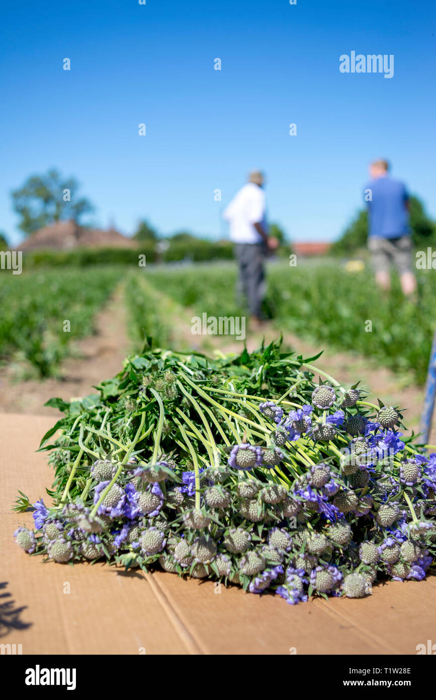 Scabious flowers being picked Lincolnshire Stock Photo Alamy
