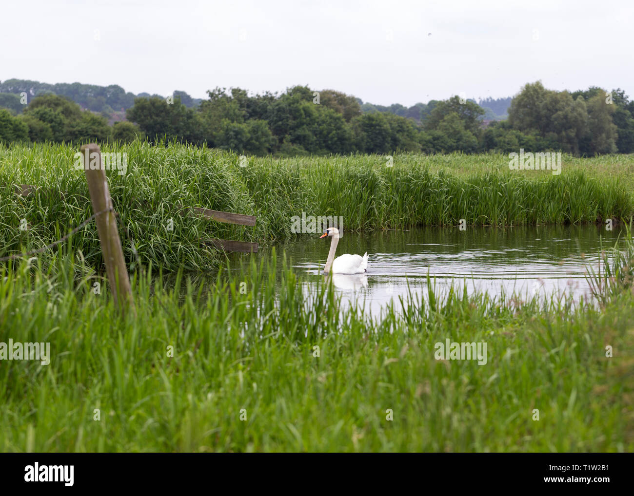Swan swimming in farmland watercourse Stock Photo