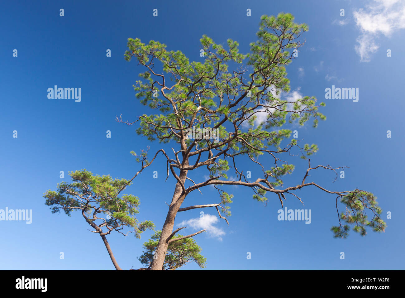 Green branches of a pine with blue sky Stock Photo - Alamy