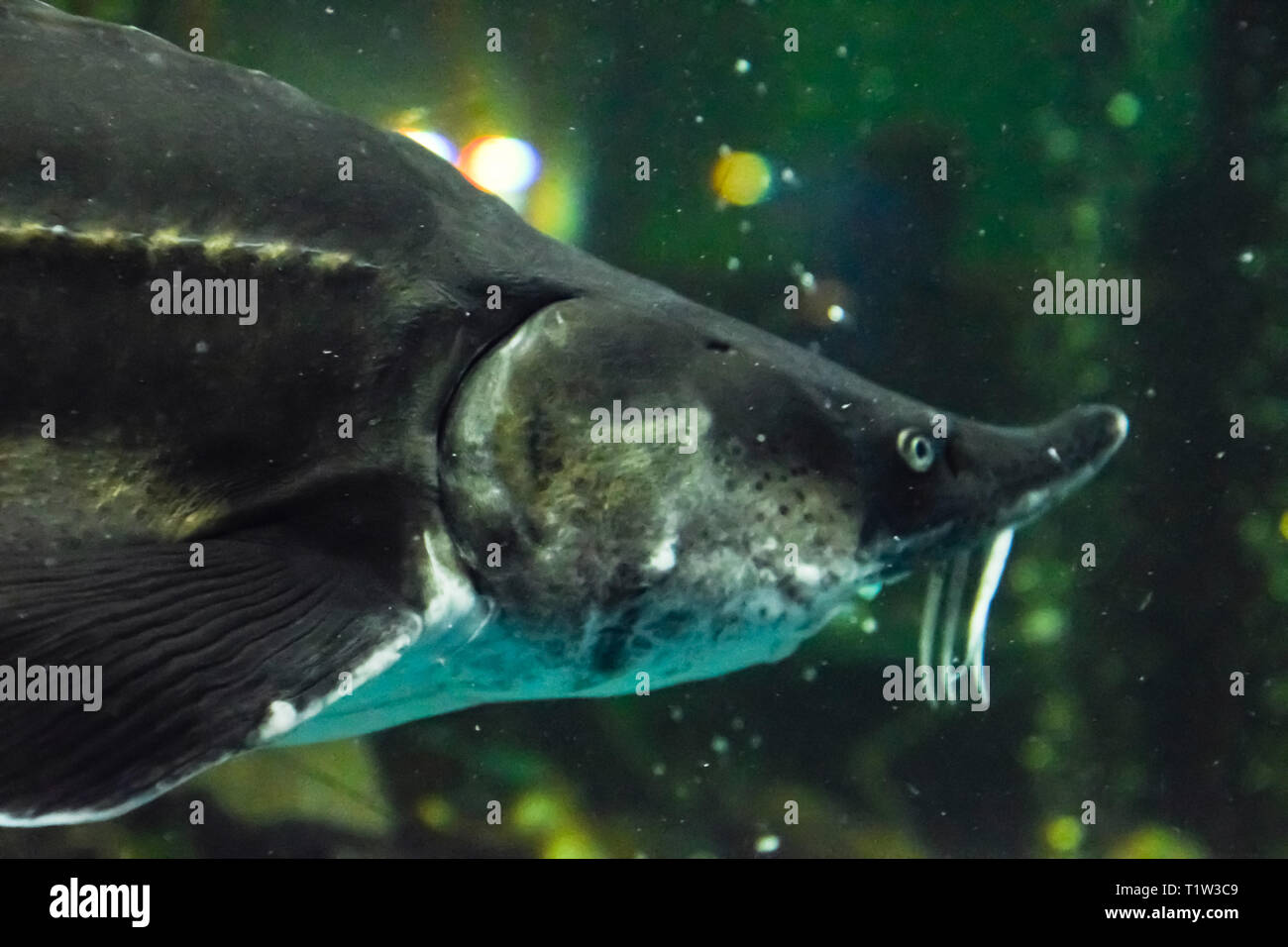 Fish sturgeon swims in the aquarium of the oceanarium. Sturgeon fish Stock Photo Alamy